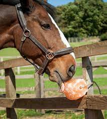 Animal salt lick